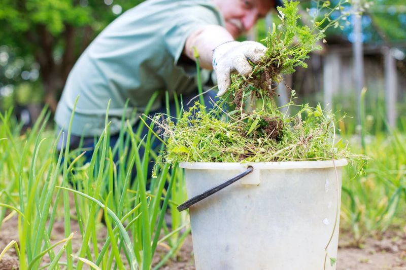 Weeding on a Windy Day