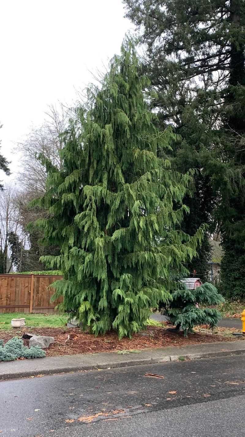 Weeping Alaskan Cedar