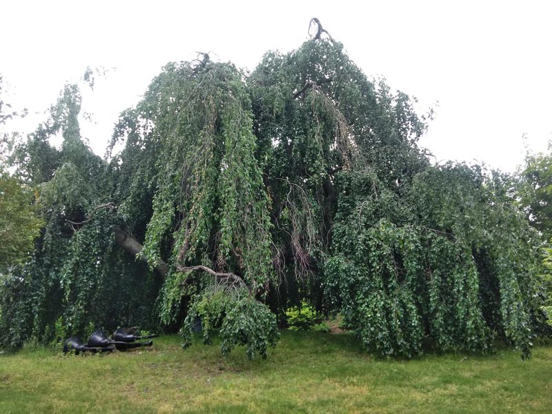 Weeping Beech