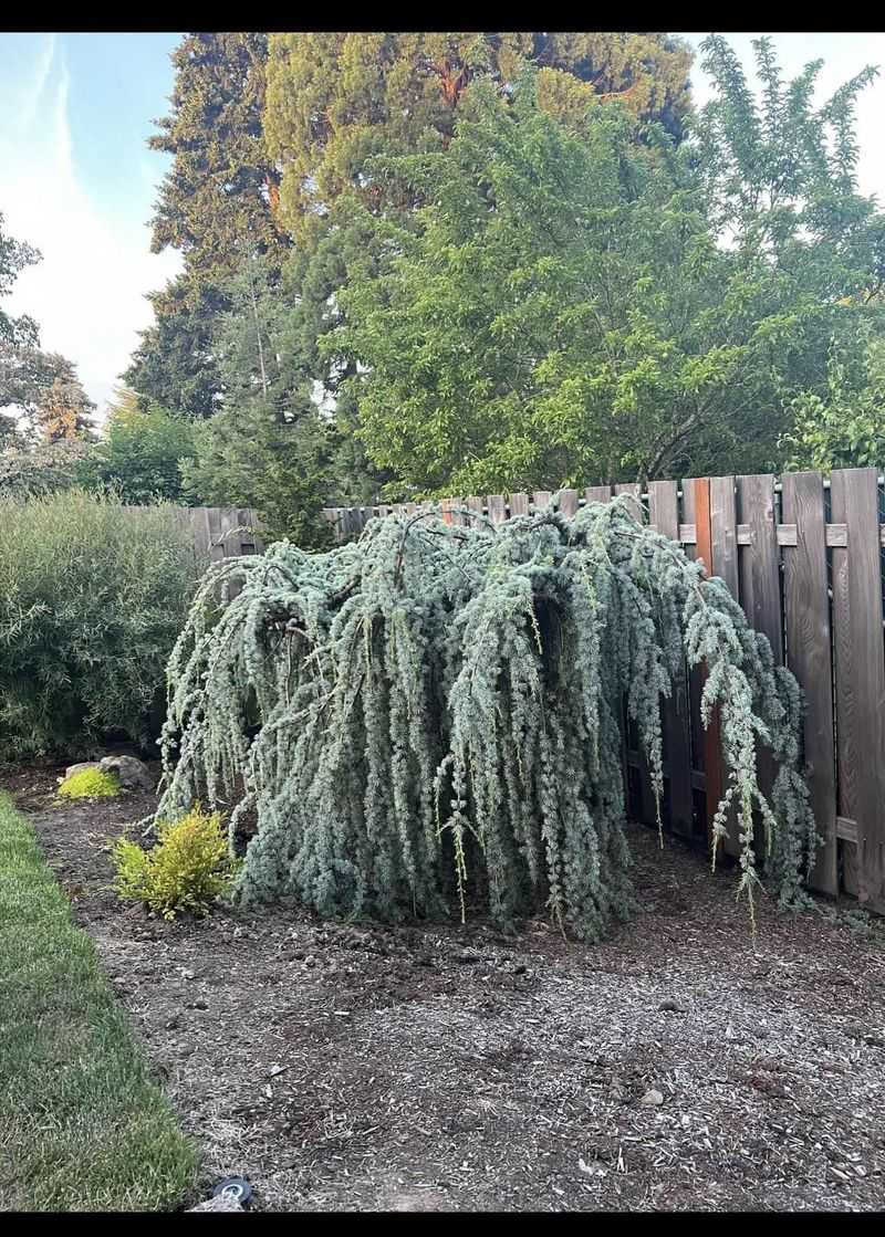 Weeping Blue Atlas Cedar