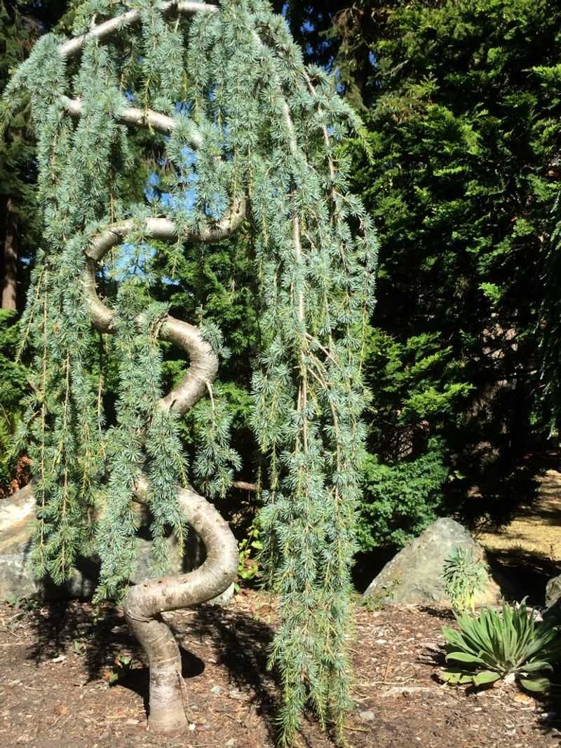 Weeping Blue Atlas Cedar