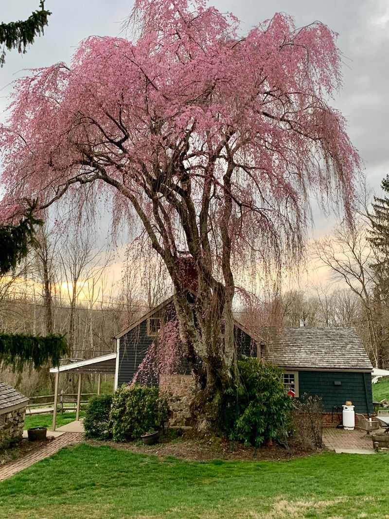 Weeping Cherry