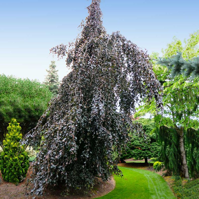 Weeping Copper Beech