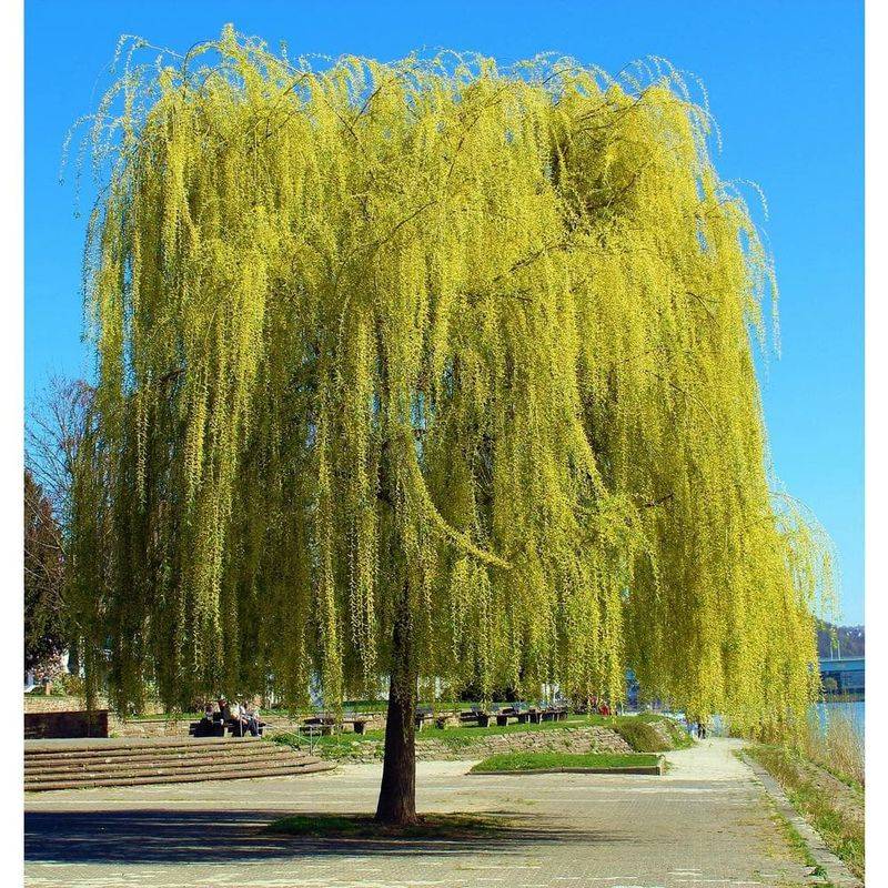 Weeping Golden Ash