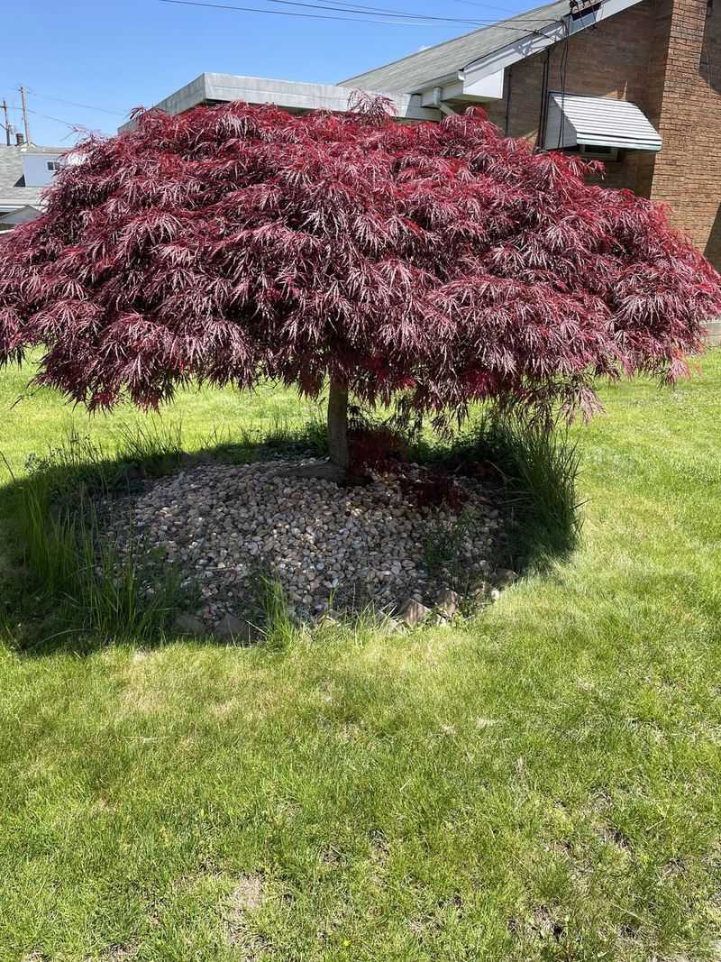 Weeping Japanese Maple