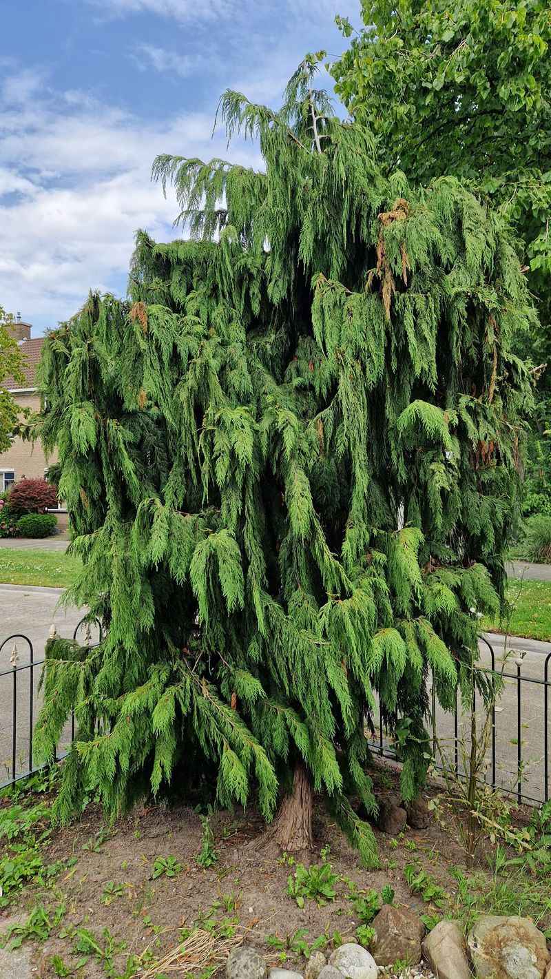 Weeping Nootka Cypress