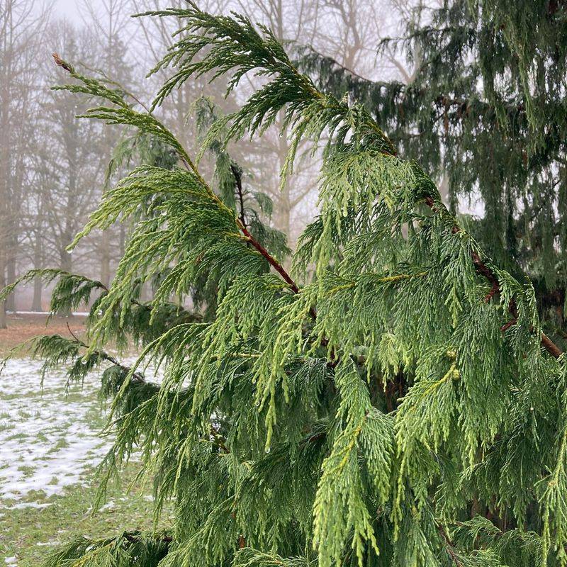 Weeping Nootka Cypress