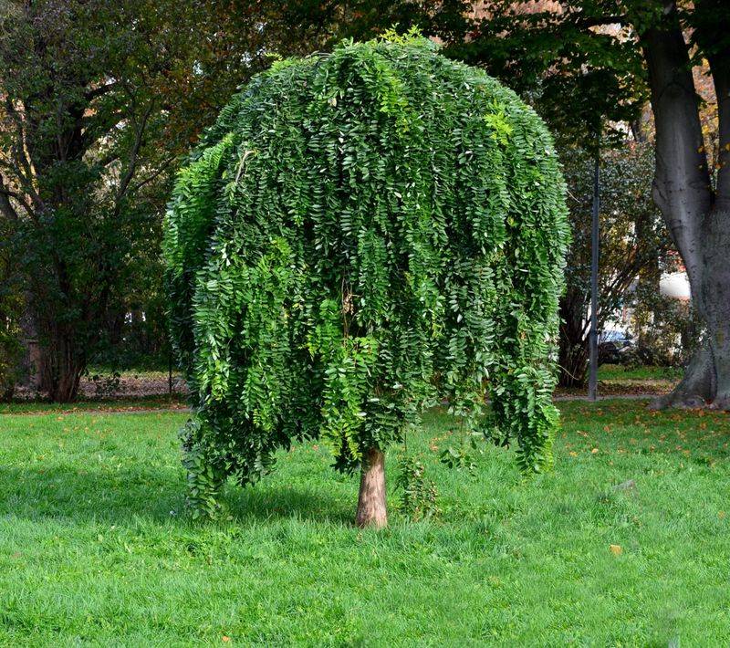 Weeping Pagoda Tree