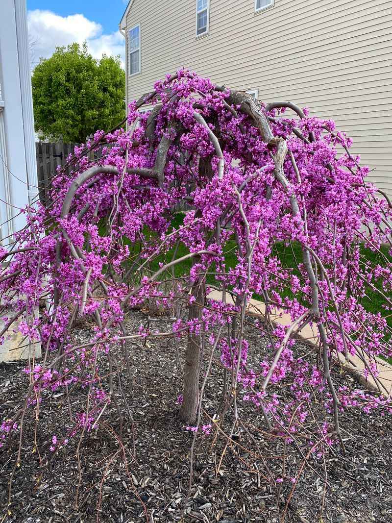 Weeping Redbud