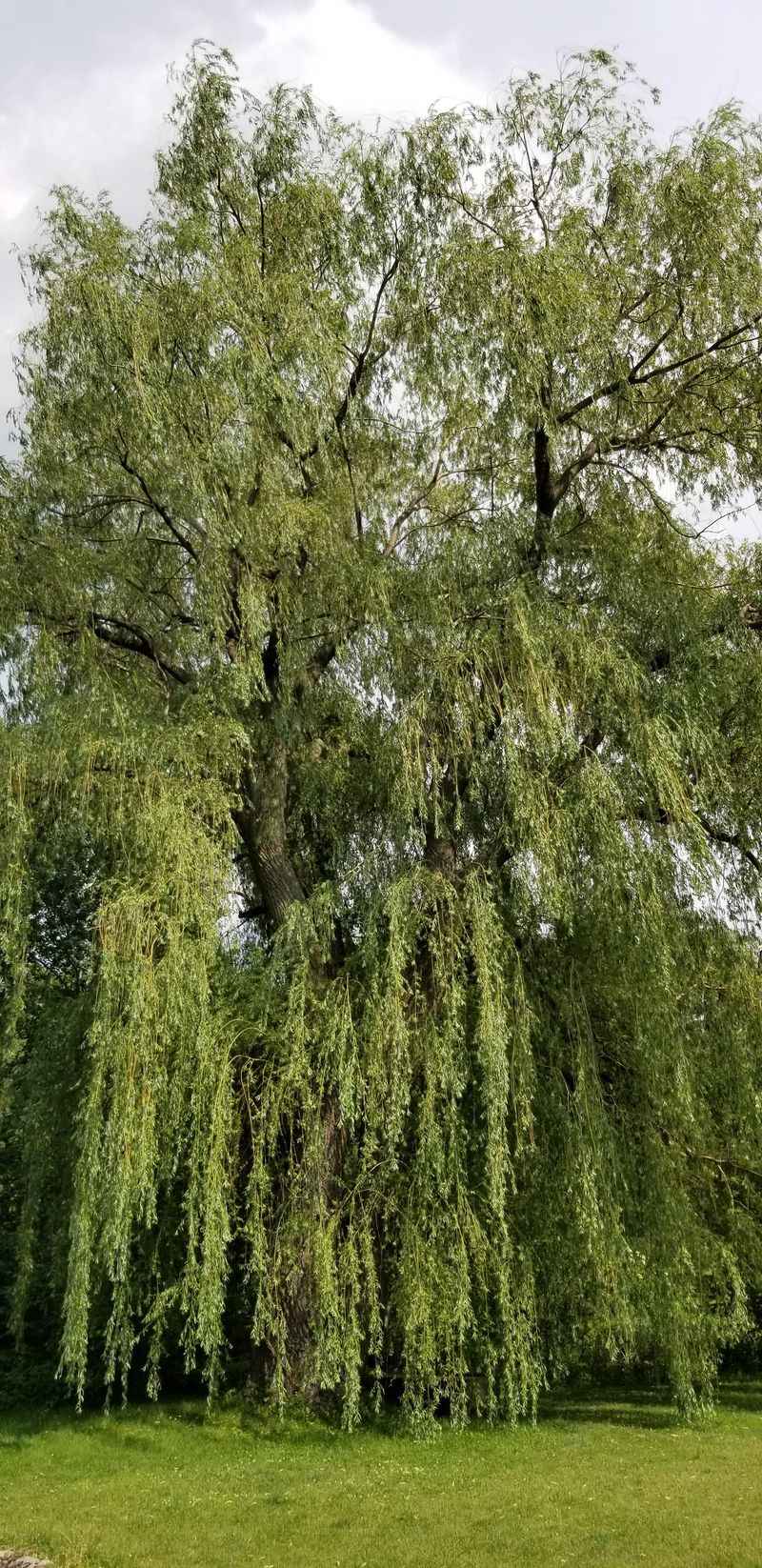 Weeping Willow