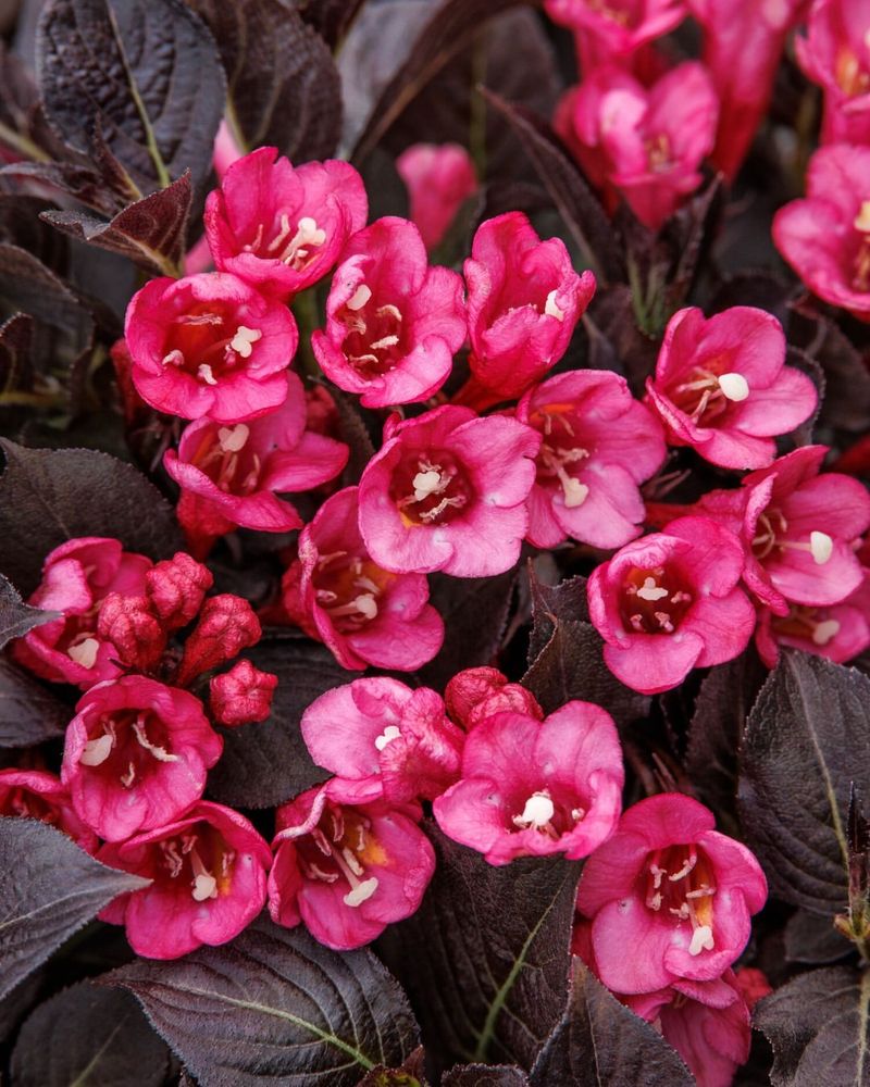 Weigela