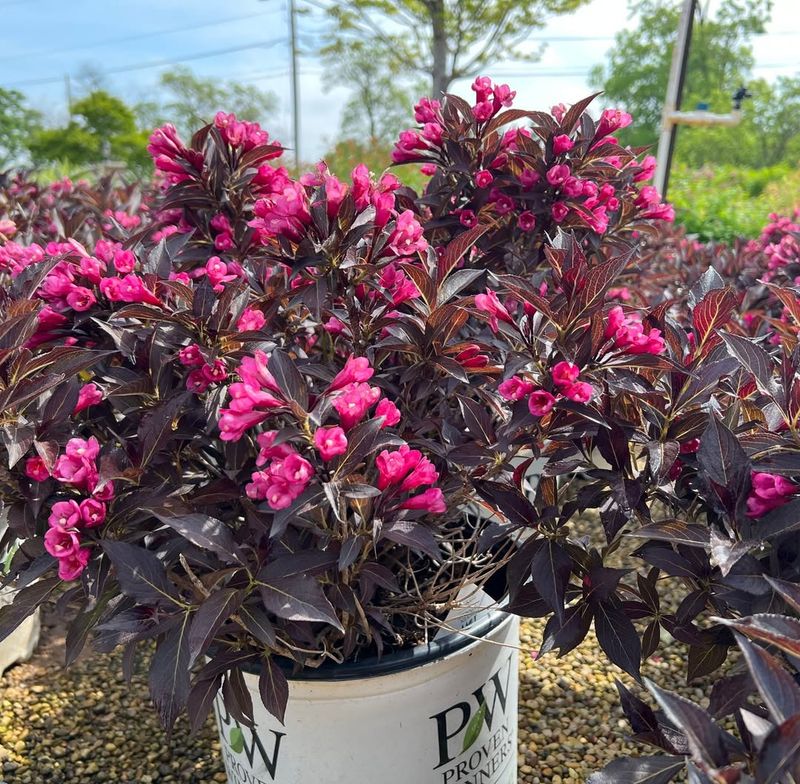 Weigela