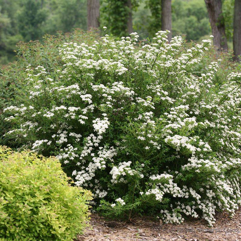 Spirea (Spiraea spp.)