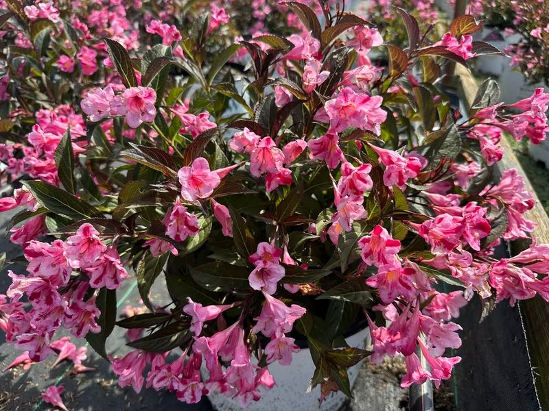 Weigela florida