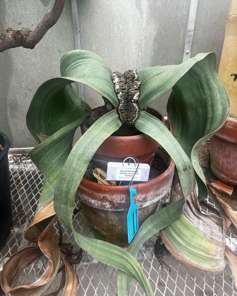 Welwitschia