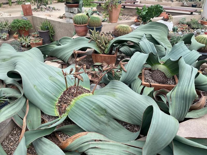 Welwitschia