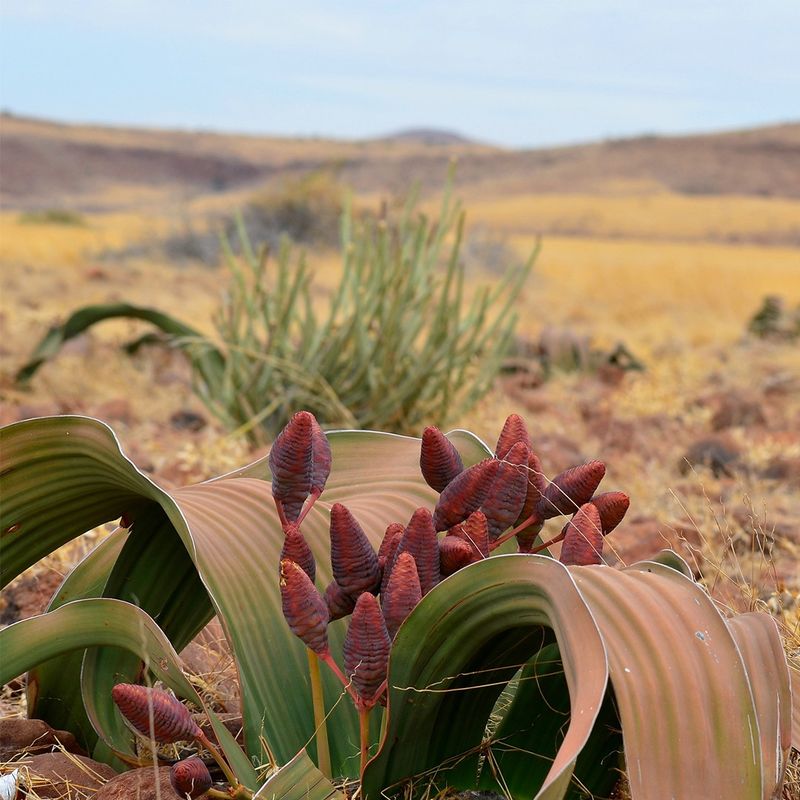 Welwitschia Mirabilis