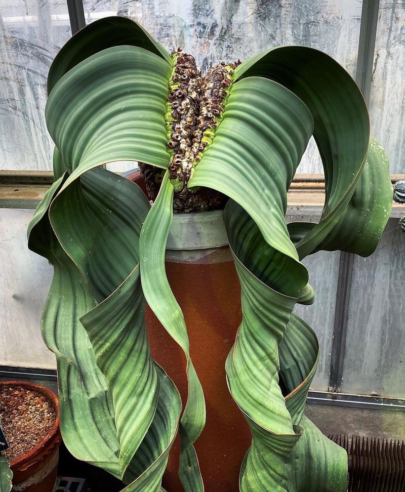 Welwitschia Mirabilis