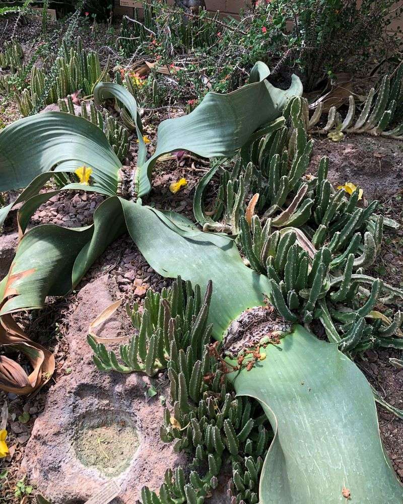 Welwitschia