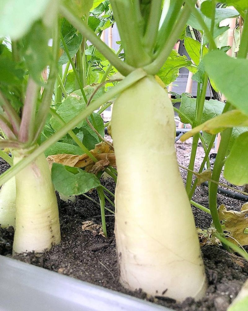 West Virginia's Gigantic Radish