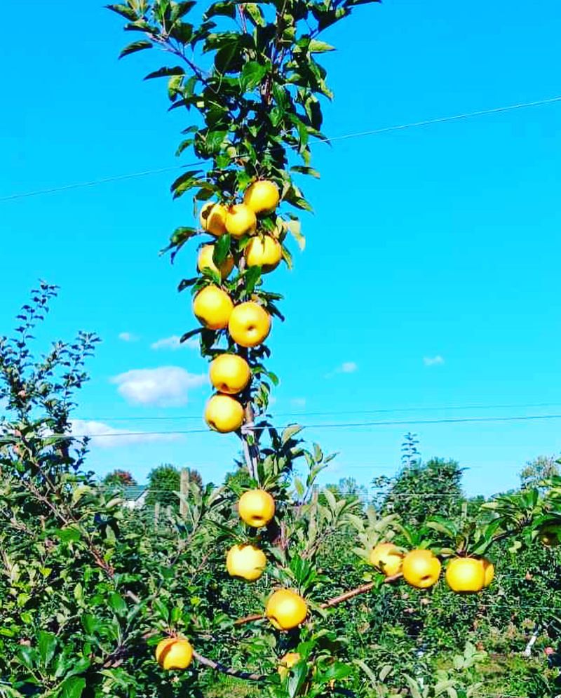 West Virginia: Golden Delicious Apple