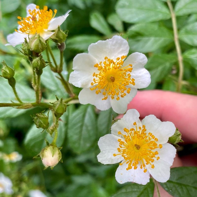 West Virginia: Multiflora Rose