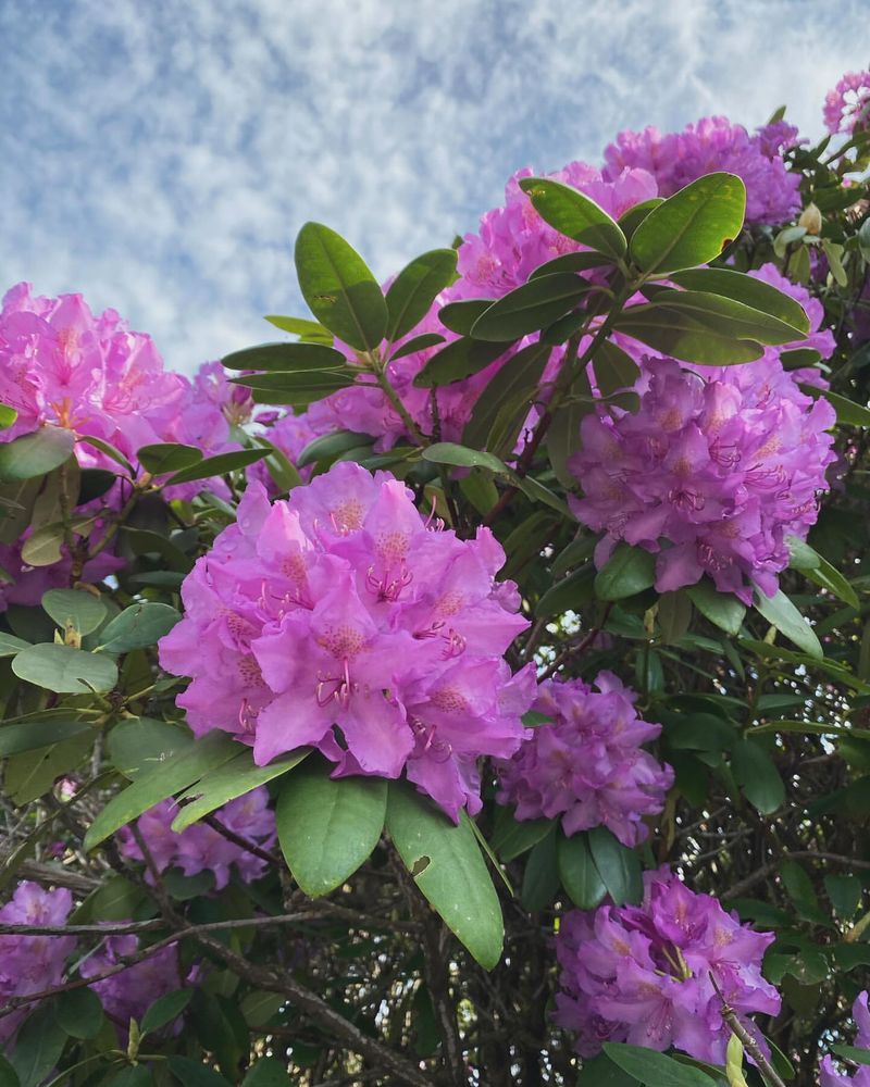 West Virginia Rhododendron