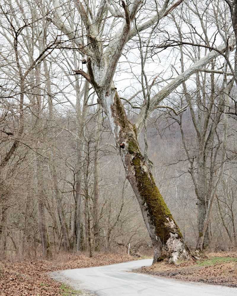 West Virginia's Mountain Monarch