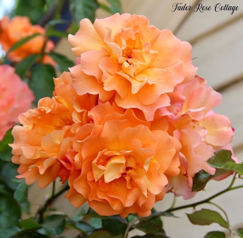 Westerland Rose