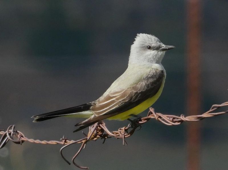 Western Kingbird