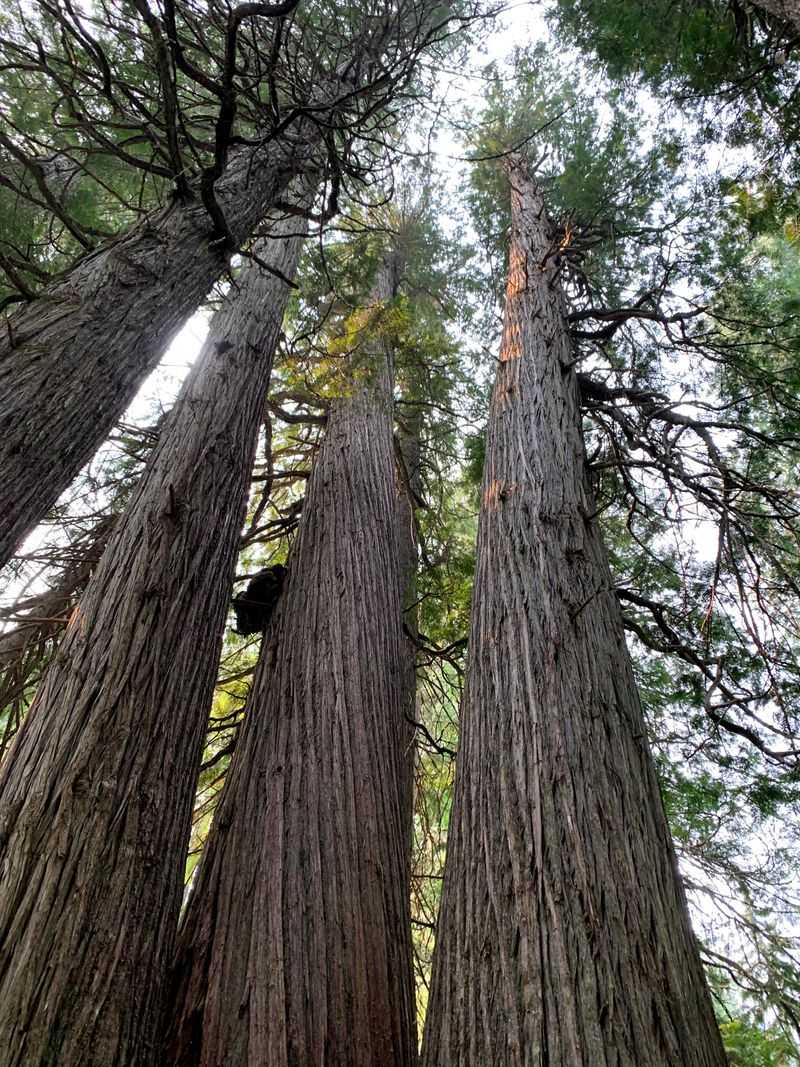 Western Red Cedar