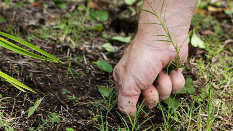 Man pulling weeds from the garden by hand.