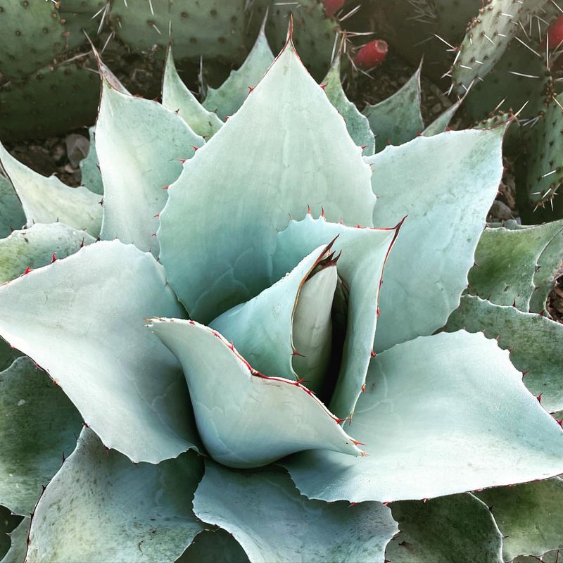 Whale's Tongue Agave