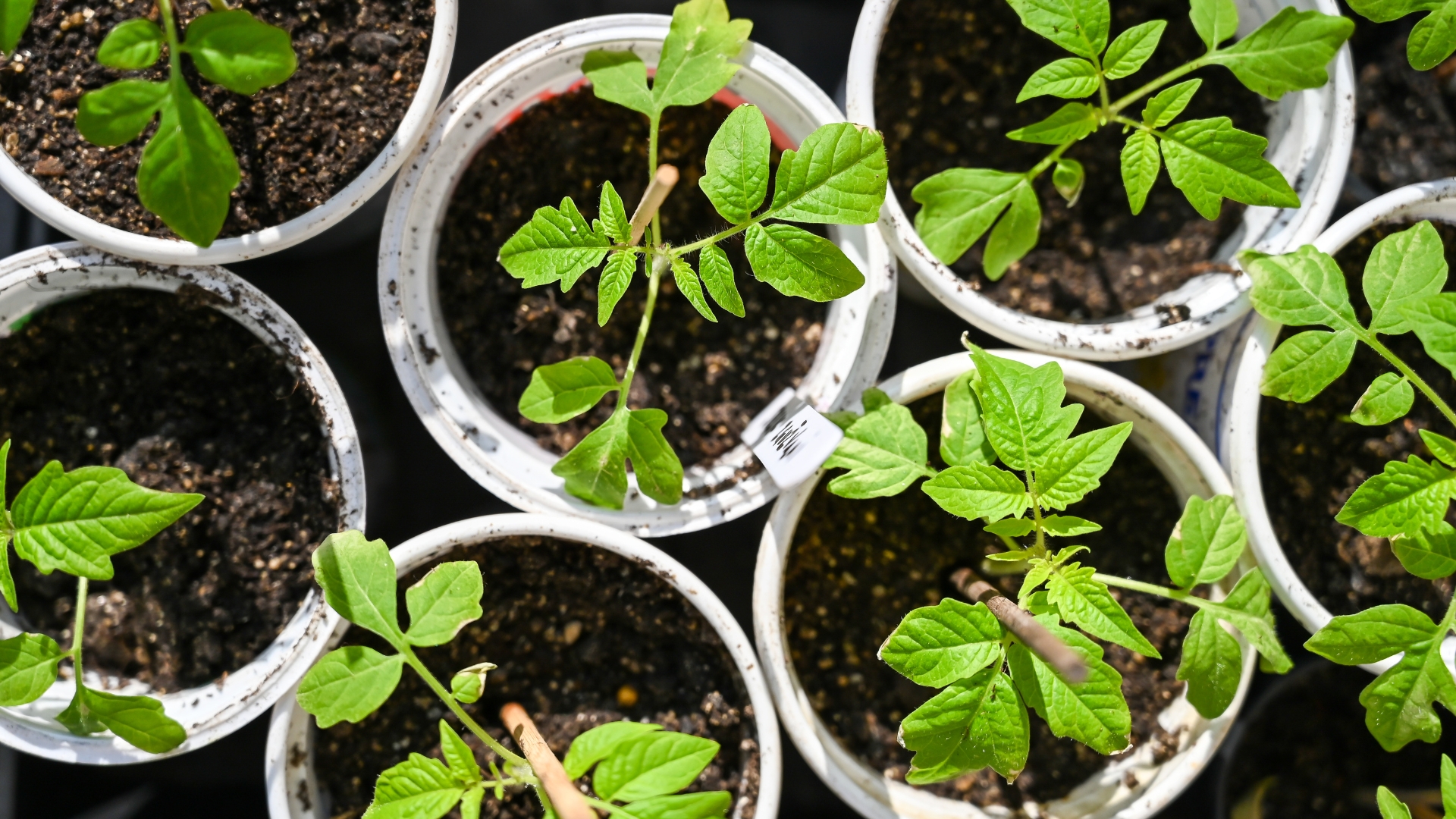 32 Vegetables And Flowers To Start From Seed In March For A Flourishing Garden