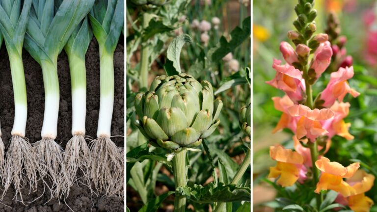 leeks, artichoke, snapdragon