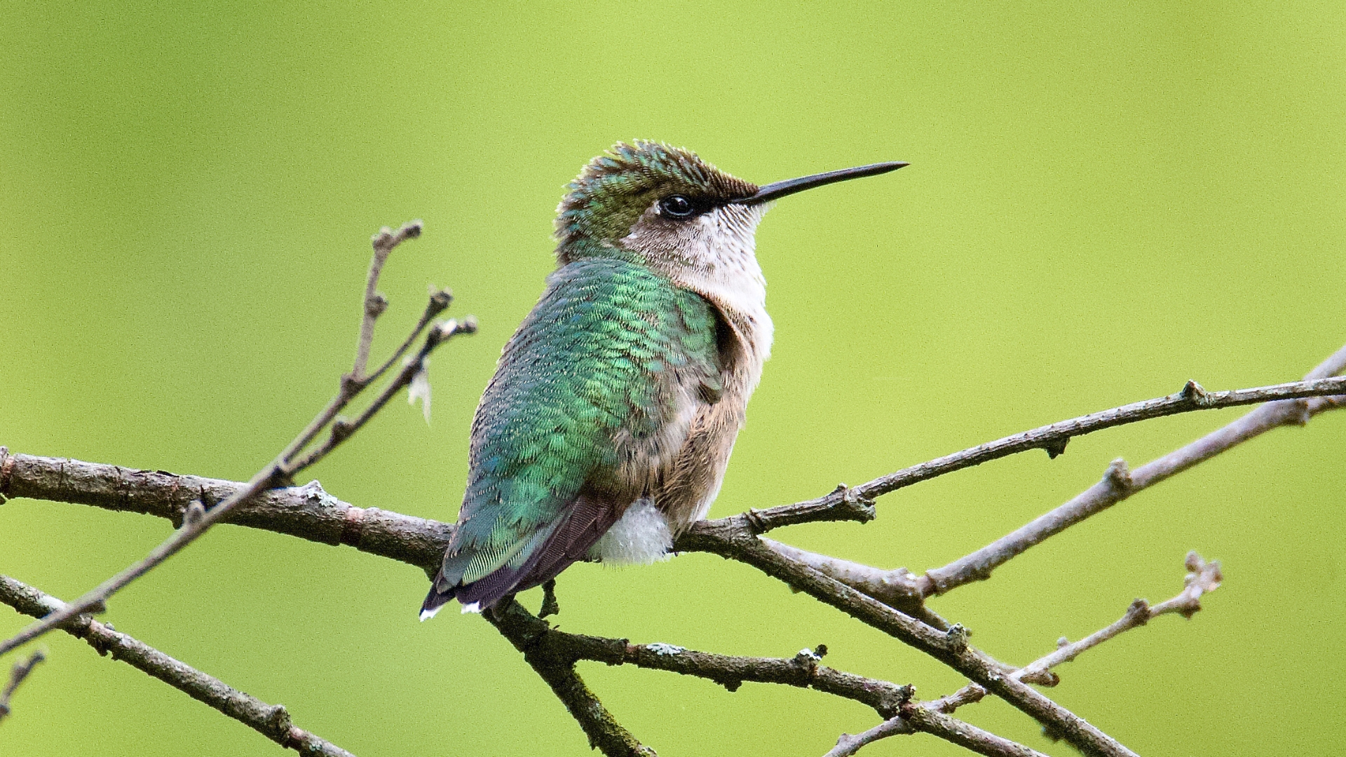 What To Plant Now For A Summer Garden Full Of Hummingbirds – 27 Perfect Plants They Can’t Resist