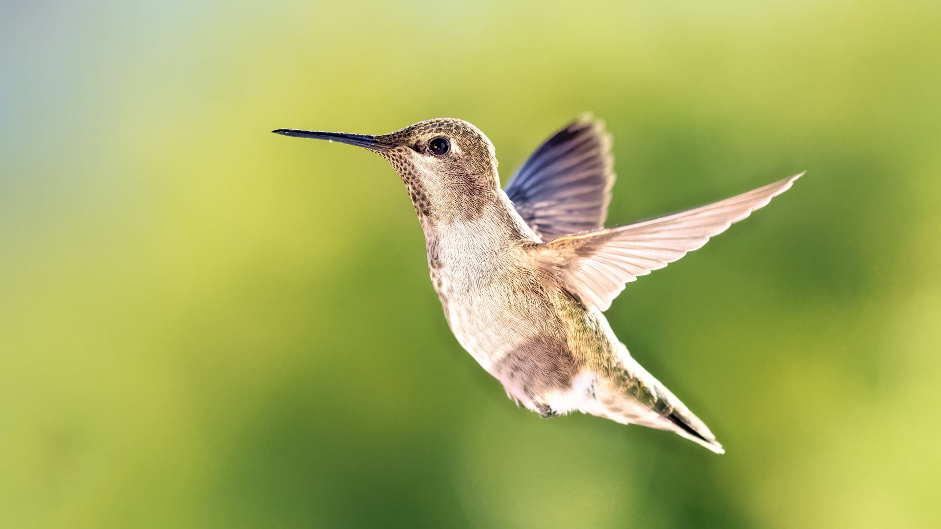 Hummingbird