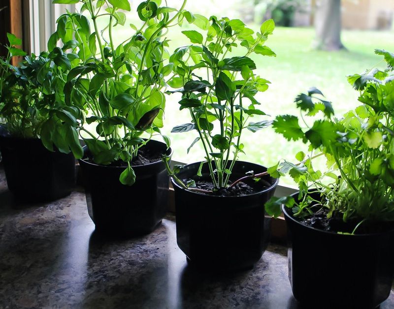 What are the easiest herbs to grow?