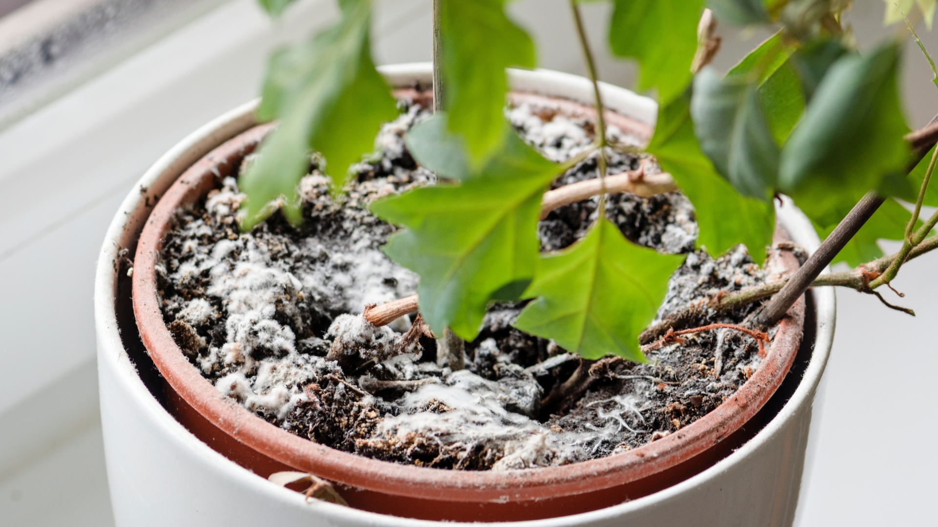 What to Do If Mold Is Growing on Your Houseplant