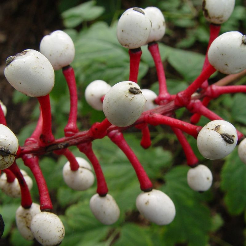 White Baneberry