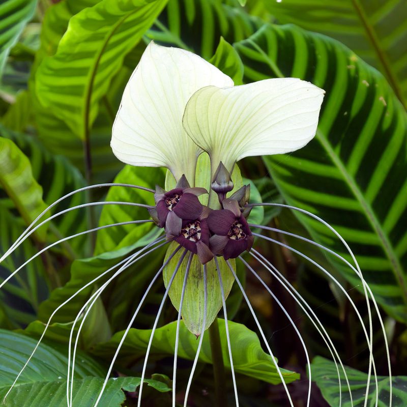 White Bat Flower