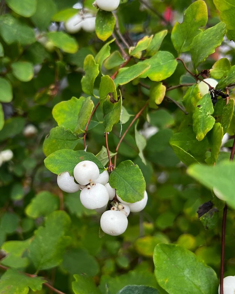 White Berries