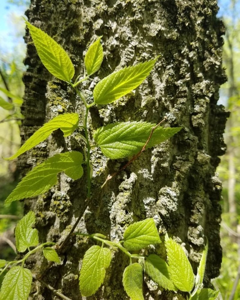 Hackberry Tree