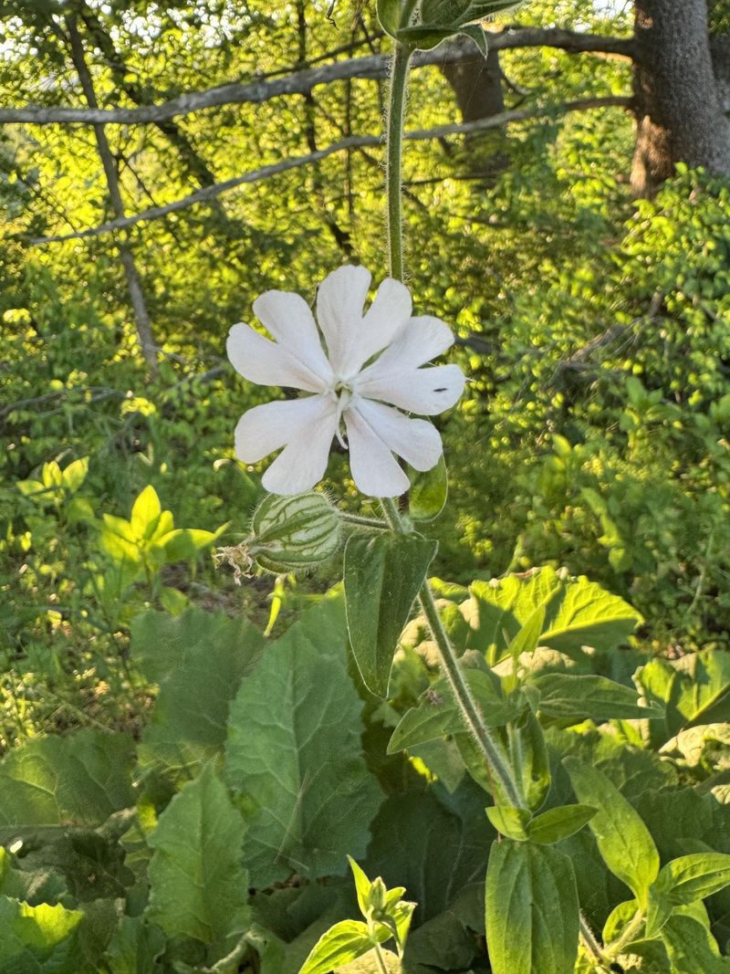 White Campion