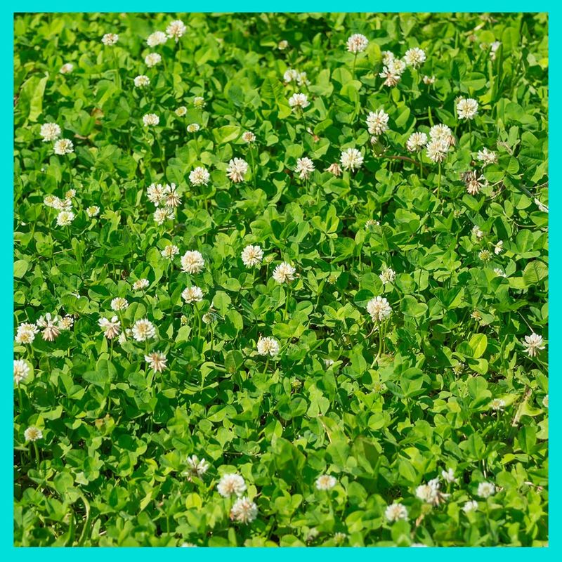 White Clover