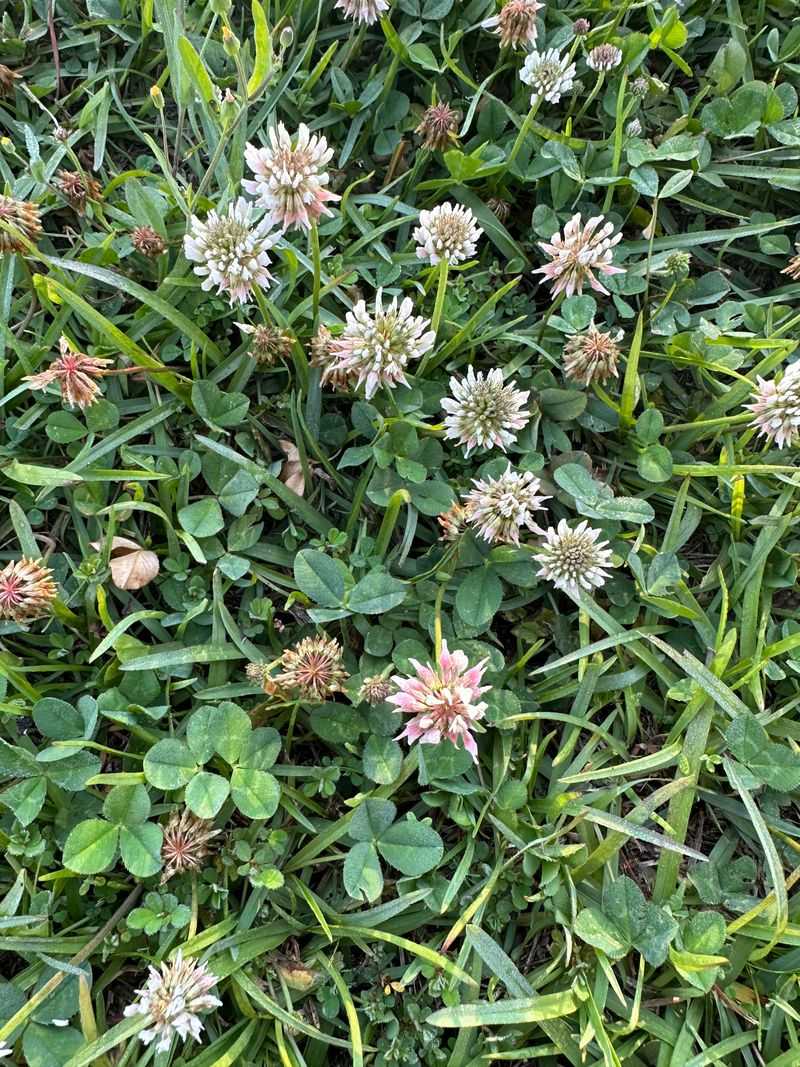 White Clover