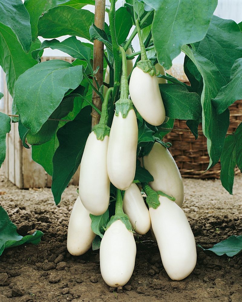 White Eggplant