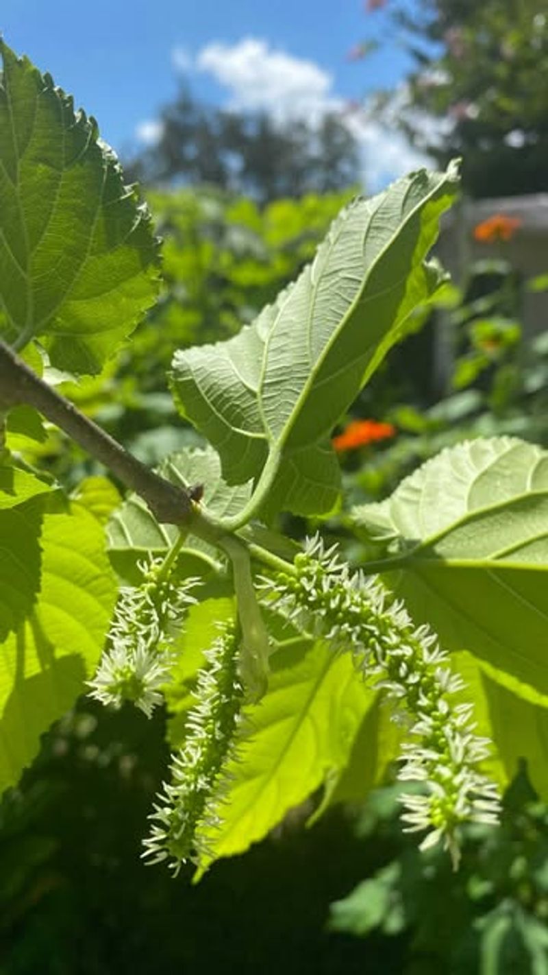 White Mulberry