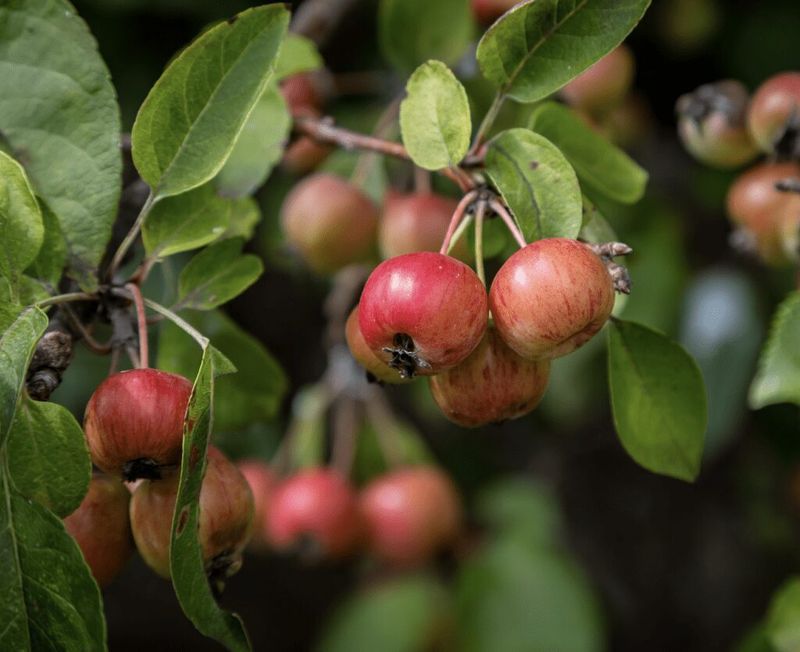 Crabapple