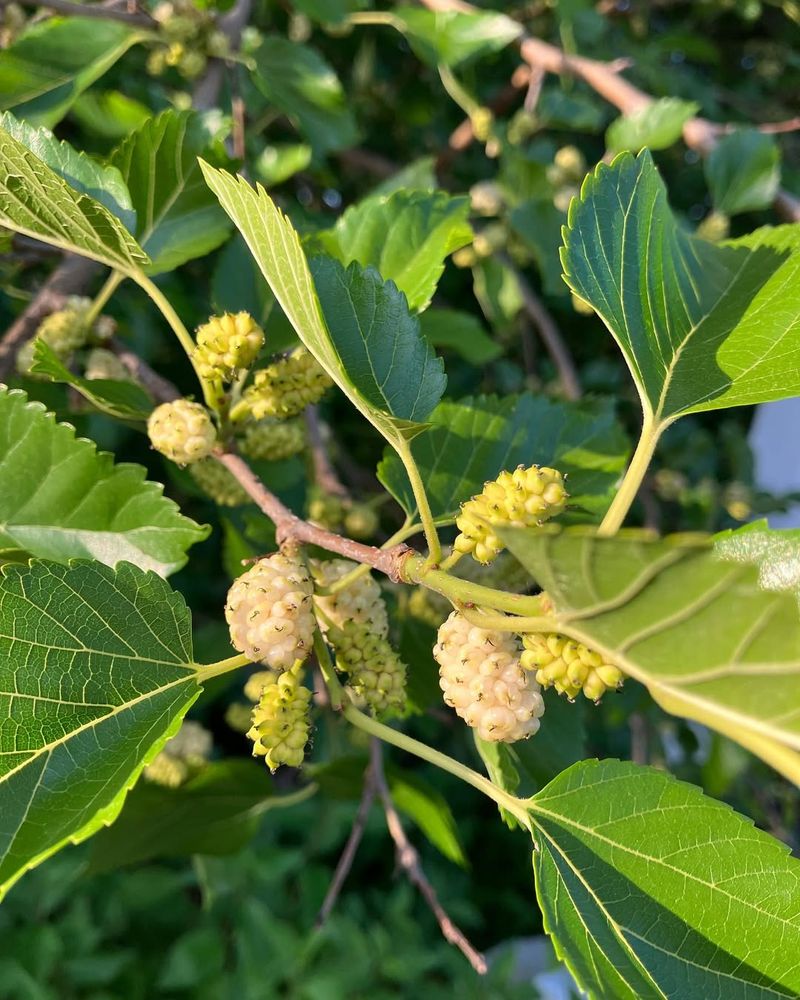 White Mulberry